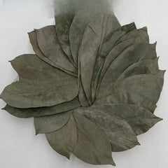 GRAVIOLA LEAF 100g Wild Harvest Soursop Custard Apple Annona muricata