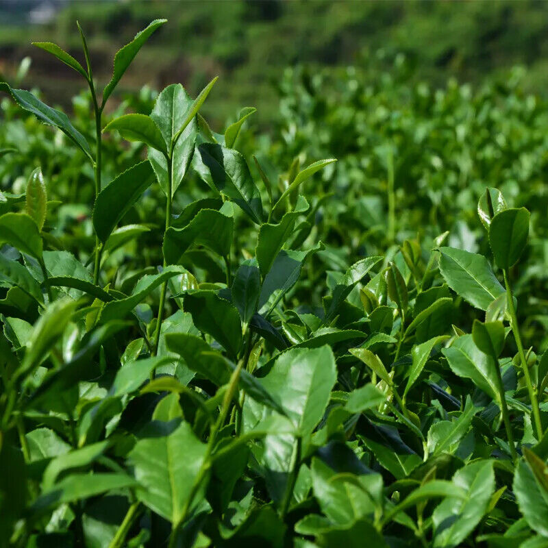 HelloYoung New Top Grade Tieguanyin Tea,Oolong,Tie Guan Yin Tea,Health Care Tea 250g