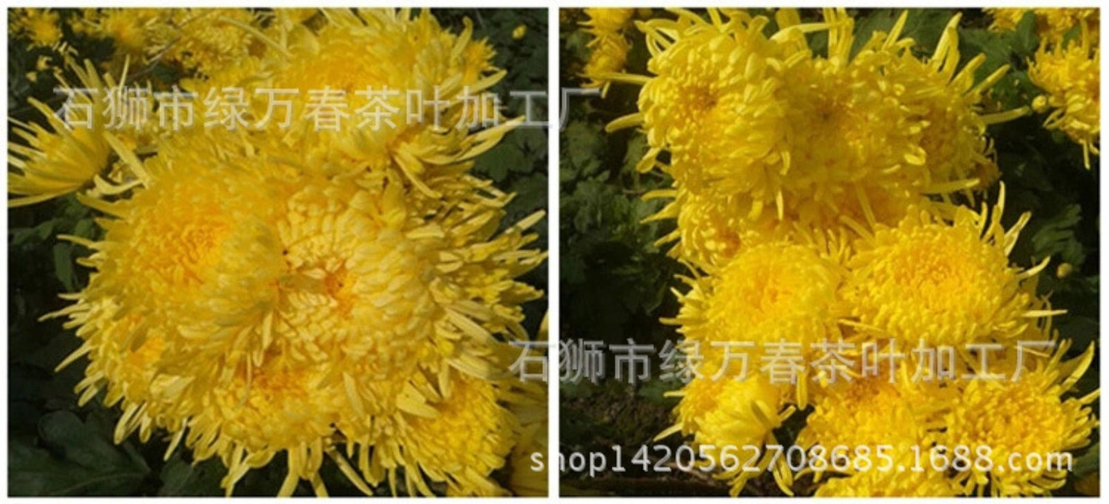 Yellow Chrysanthemum Tea Box of 30 Individual Sachets One cup one flowe