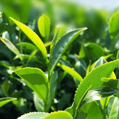 Milk Oolong Tea Milk Tea Organic GreenTea 250g Taiwan High Mountain Jin Xuan Tea