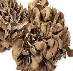 500g Natürliche getrocknete Maitake Nahrungsergänzungsmittel Grifola Frondosa