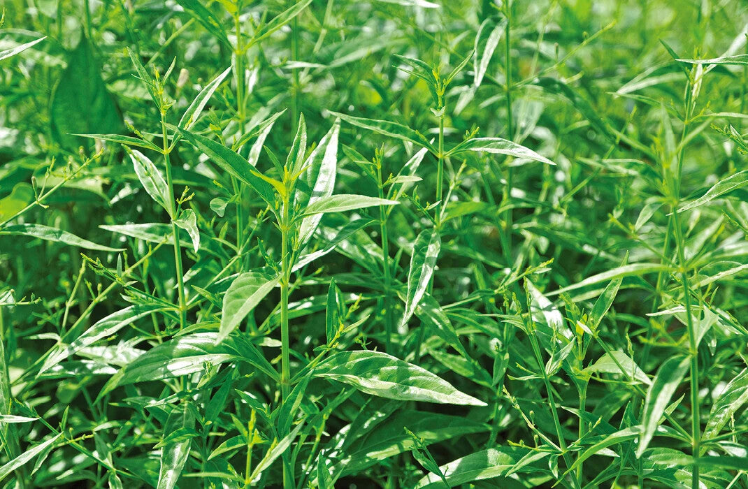 100% Organic Andrographis Paniculata Natural Herbs Cut Without Leaves