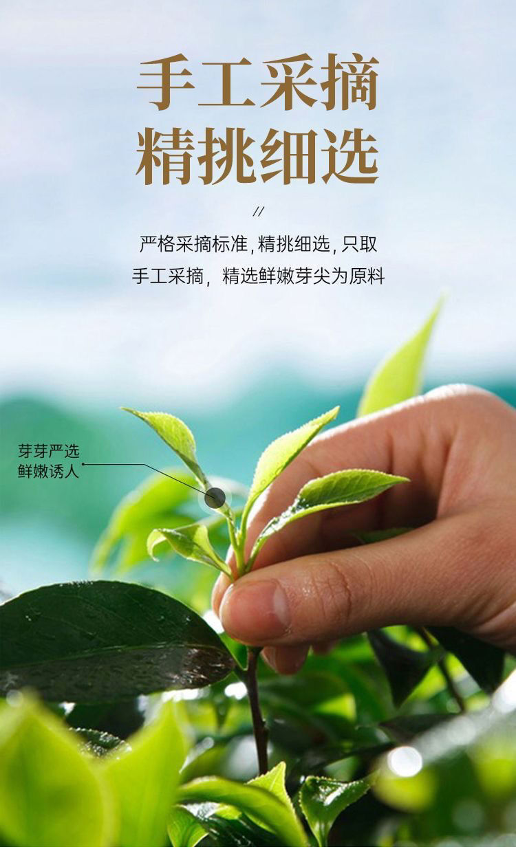 80g Longjing Green Tea - Fragrant Alpine Buds Daily Drink Premium Loose Leaf