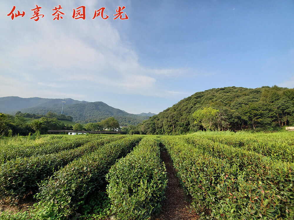 HelloYoung New Tea Longjing Tea Fried Green Green Tea Strong Aroma 500g/1.1lb