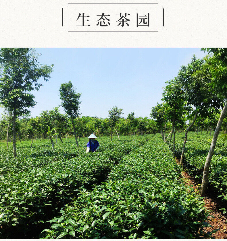 Wuzhishan Black Tea 100g Hainan High Mountain Large Leaf Cloud Mist Specialty