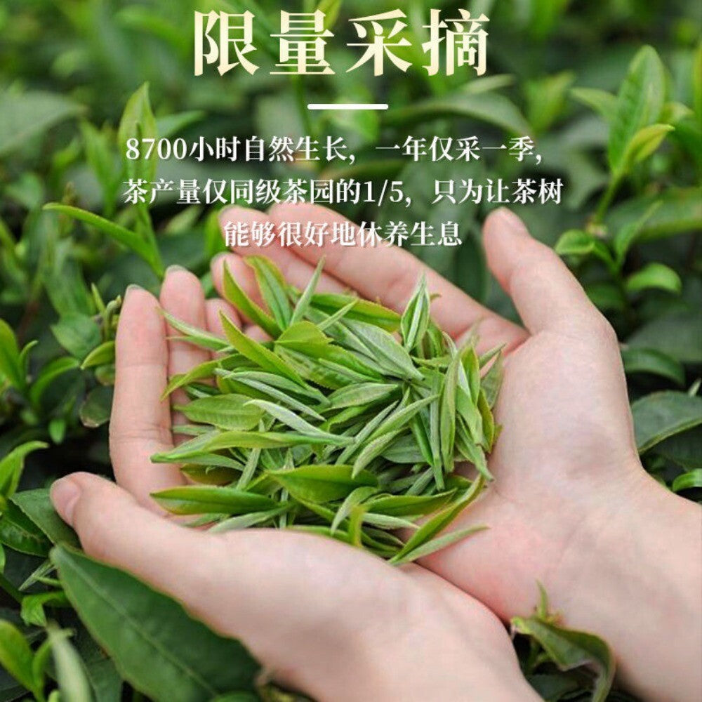 Premium Longjing Tea 2025 Fresh Authentic Pre Rain Dragon Well Fragrant