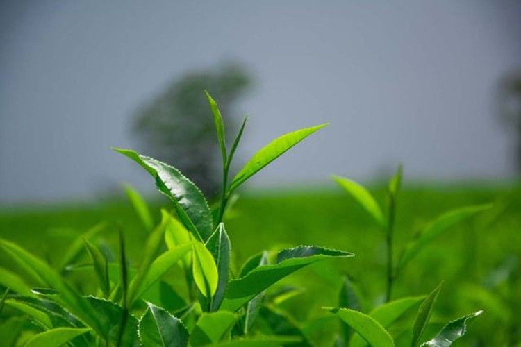 HelloYoung10 bags Iron Cans Gift Packing TiKuanYin Green Tea Tie Guan Yin Tea ANXI Oolong Tea