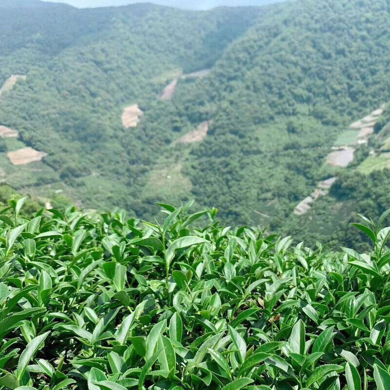 Jin Xuan Milk Oolong Tea Loose Leaf Tea Organic Taiwan Alishan Oolong Tea 250g