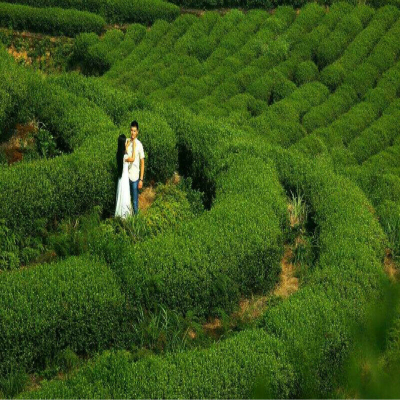 50g Rose Bud Health Care Fragrant Flower Tea The Products Fragrance Dried Rose