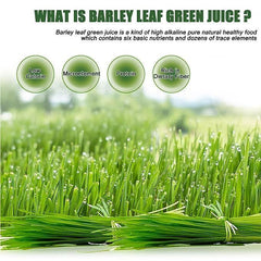 Pure Young Barley Grass powder | Detox Diet Weight loss | supergreen superfood