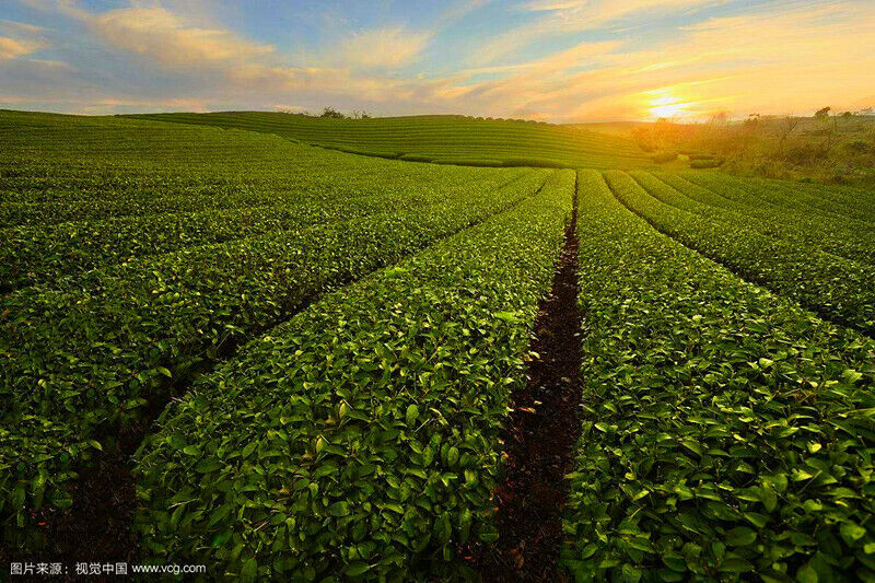 50g Spring Green Tea West lake Organic Longjing Tea Long Jing Tea Chinese Tea