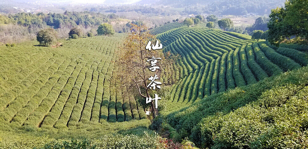 HelloYoung Longjing New Green Tea Strong Fragrance Labor Spring Ration Tea 500g/1.1lb
