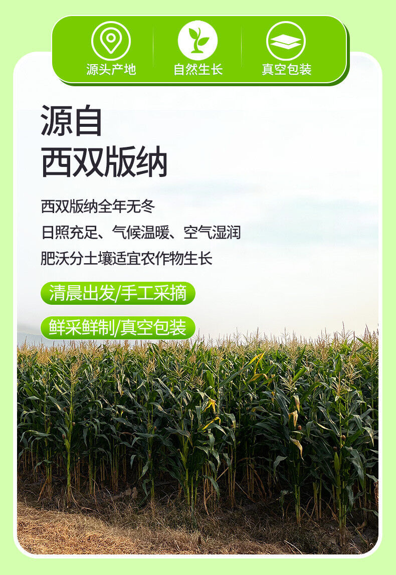 Purple Glutinous Corn Gift Box – Yunnan Specialty Sweet & Soft Corn