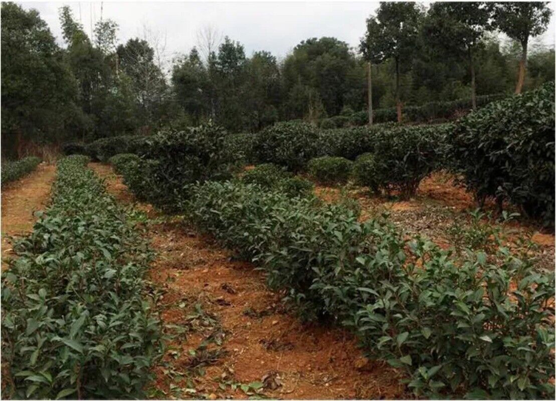 HelloYoung New Fuding White Shoumei Lao Bai Cha Old White Tea Natural Health Care 300g