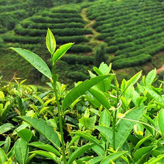 Milk Jin Xuan Oolong  Green Tea Organic Great Milky Cream Taste and Aroma 250g