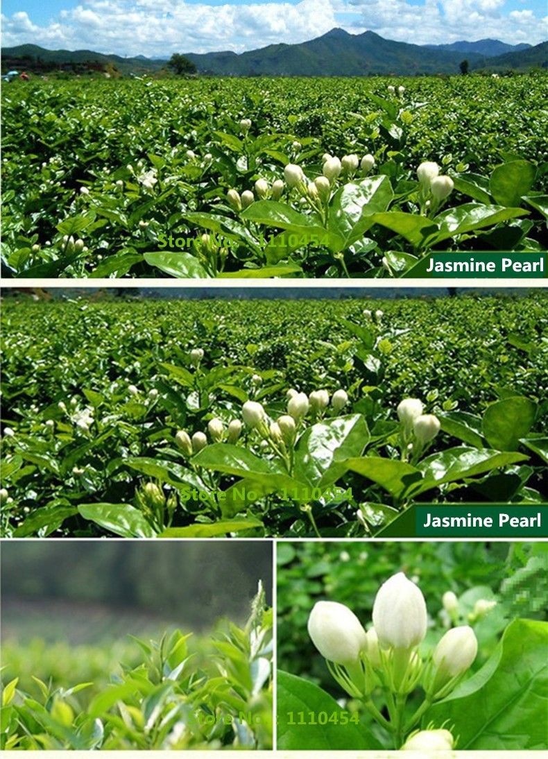 HelloYoung250g New Organic Jasmine Tea Flower Tea Floral Tea Blooming Tea Fresh Herbal Green Tea