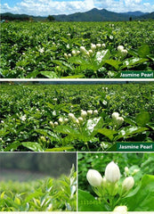 HelloYoung250g New Organic Jasmine Tea Flower Tea Floral Tea Blooming Tea Fresh Herbal Green Tea
