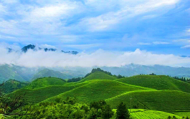 AAAAA Anxi Tie Guan Yin Grüner Tee 50g Tieguanyn Tee Oolong Tee Grüner Tee