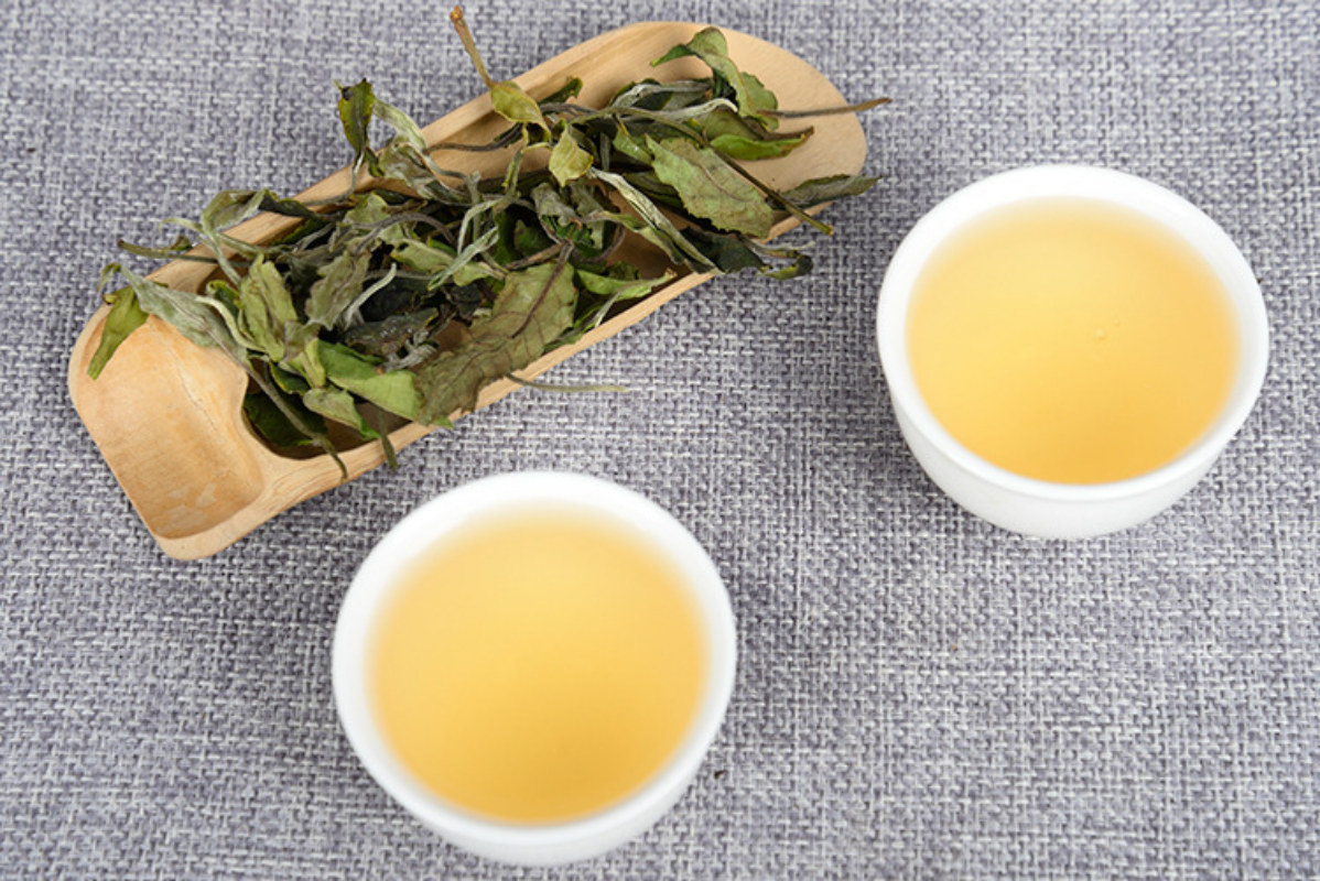 HelloYoung 500g Yunnan white tea early spring ancient Fuding white tea process white tea