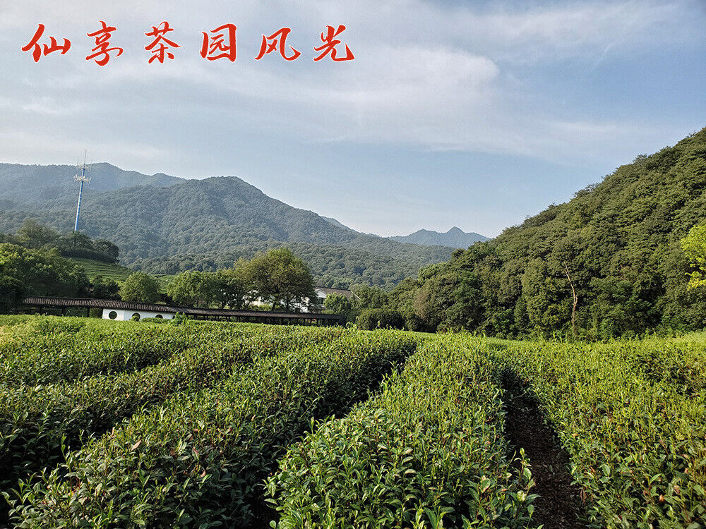 HelloYoung New Tea Longjing Tea Fried Green Green Tea Strong Aroma 500g/1.1lb