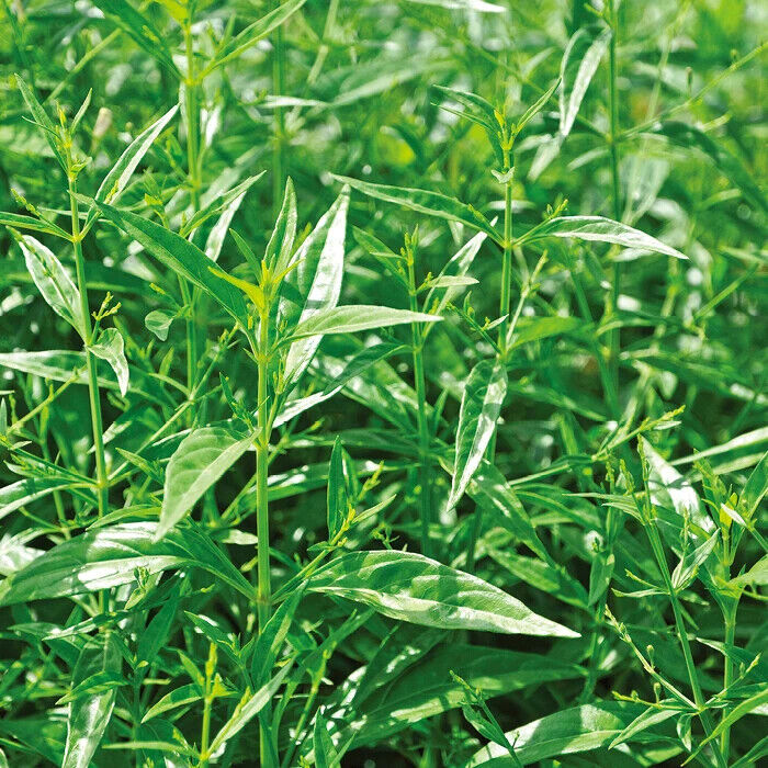 100% Organic Andrographis Paniculata Natural Herbs Cut Without Leaves