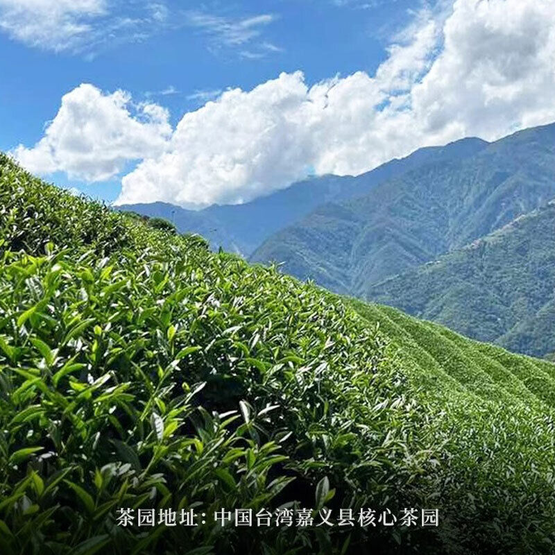 Premium Oolong Tea Refreshing Creamy Oolong Tea Taiwan Milk Oolong Tea