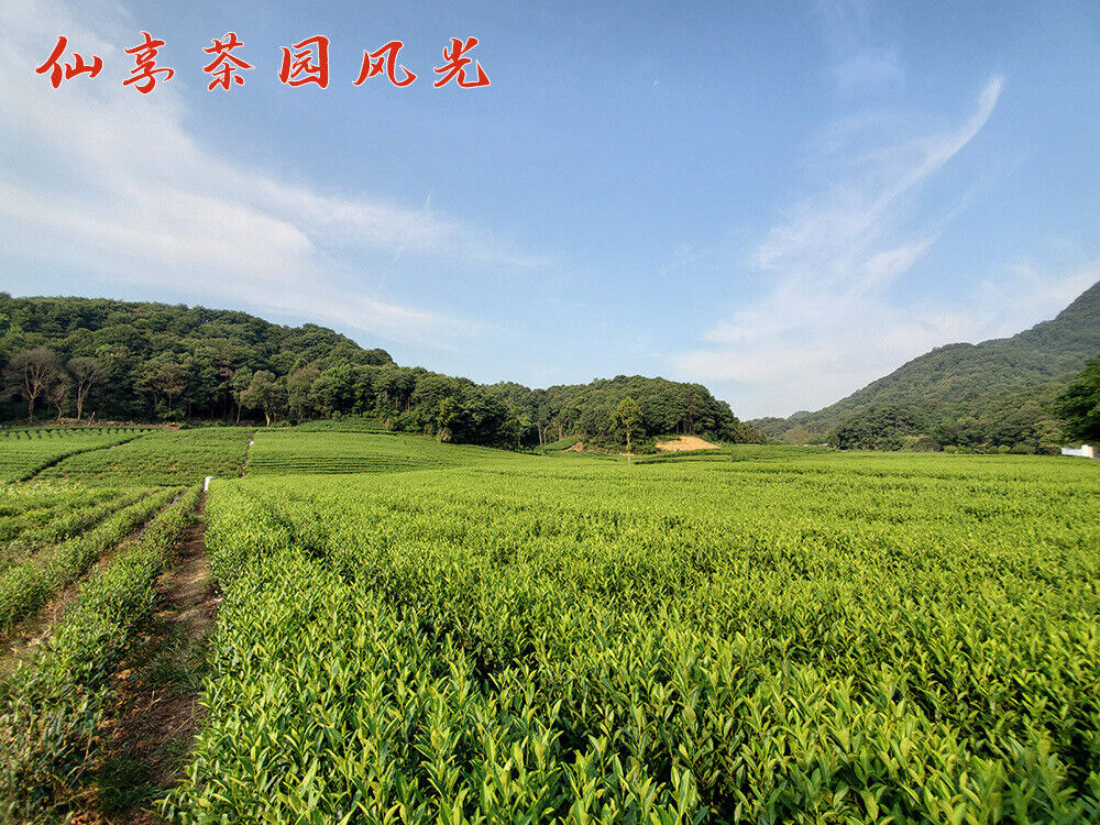HelloYoung New Tea Longjing Tea Fried Green Green Tea Strong Aroma 500g/1.1lb