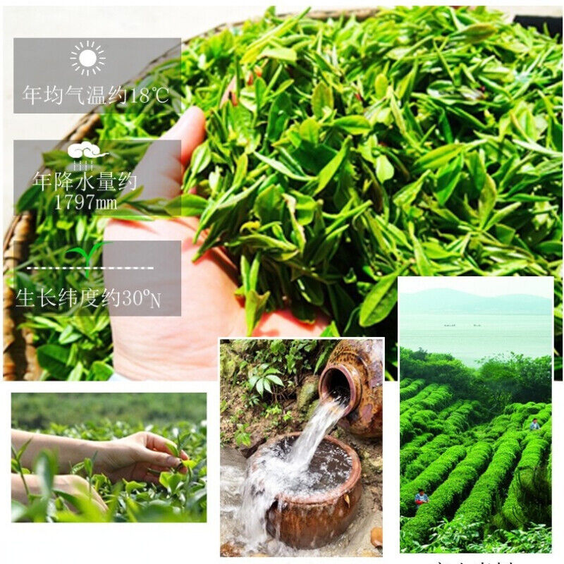 HelloYoung 125g New Canned Biluochun Green Tea Ecology Weight Loss Tea Healthy Drink