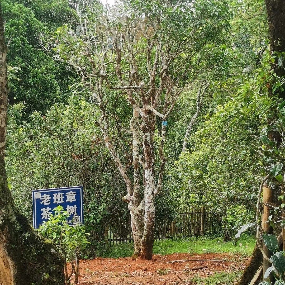 [7 cakes] Lao Ban Zhang Raw Tea Yunnan Pu'er Tea 600 Years Old Tree Tea