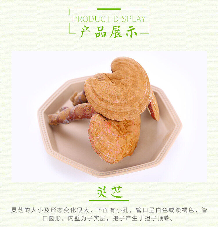 Changbai Mountain Lingzhi Tablet Red Ganoderma lucidum Wood Ganoderma lucidum