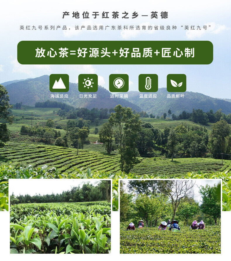 Thé noir Yingde Yinghong n°9 Thé noir à saveur forte en conserve 125G