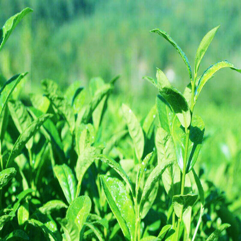 100% Pure Natur Organic Liquorice Extract Powder Licorice Root Herbal Top Grade