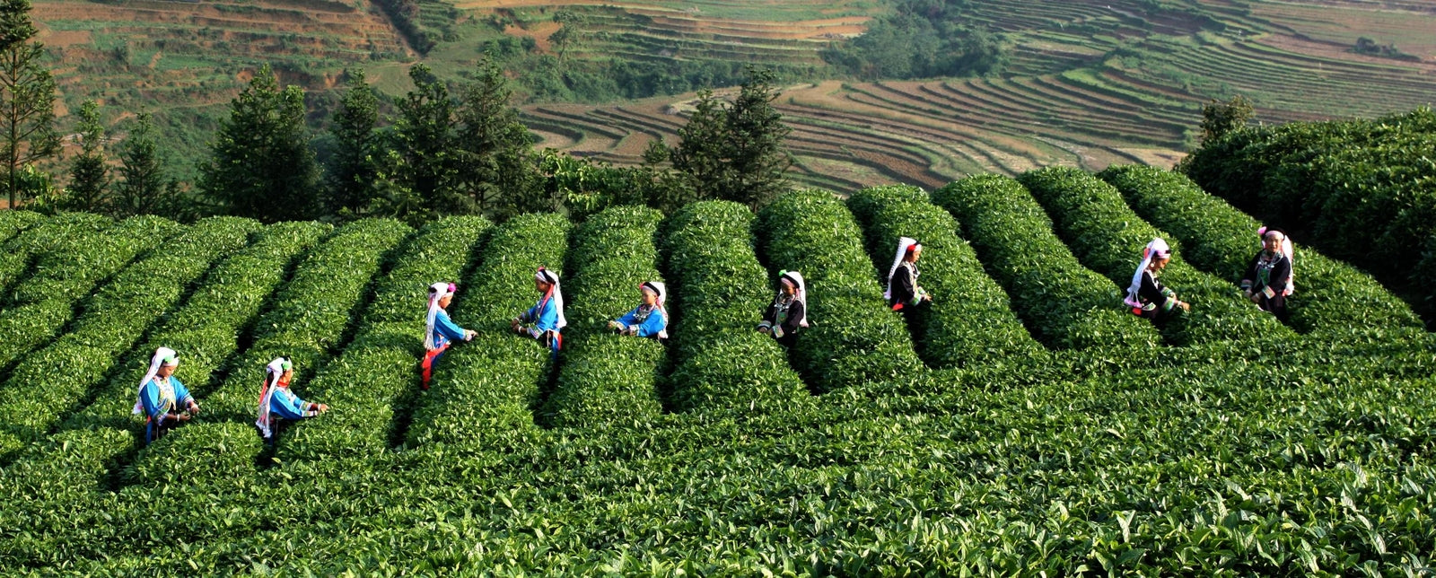 Factory Direct 50g Chinese Tieguanyin Oolong Tea Anxi Tie Guan Yin Green Tea CN