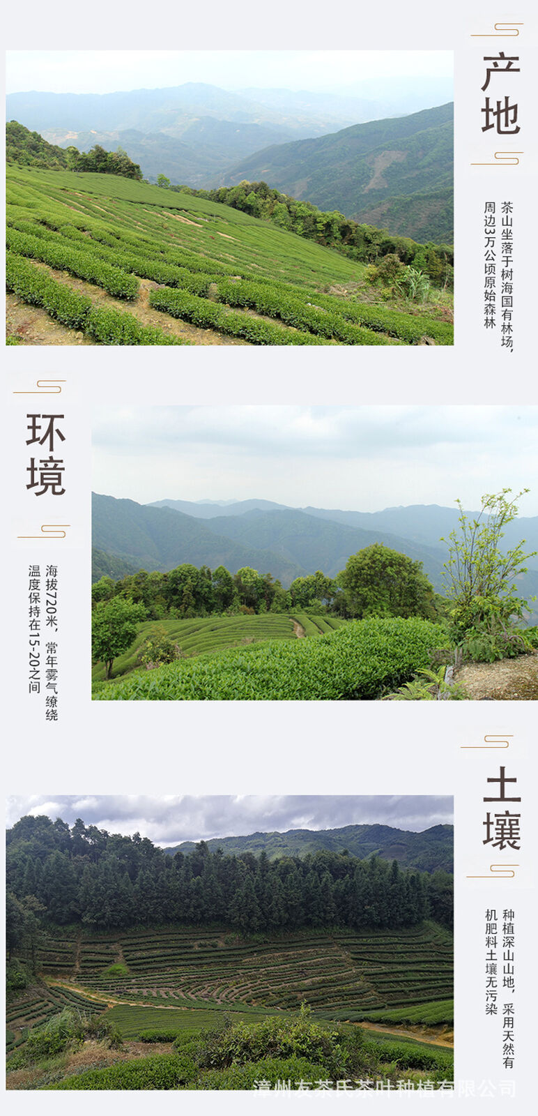 HelloYoung Tea Wuyi Da Hong Pao Loose Rock Tea 250g