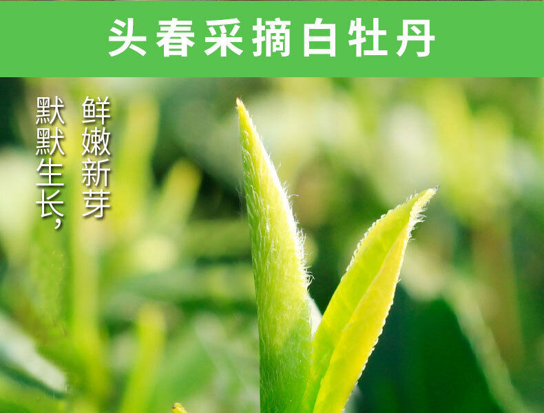 HelloYoung 350g Fuding white tea white peony white tea cake alpine Panxi first spring tea