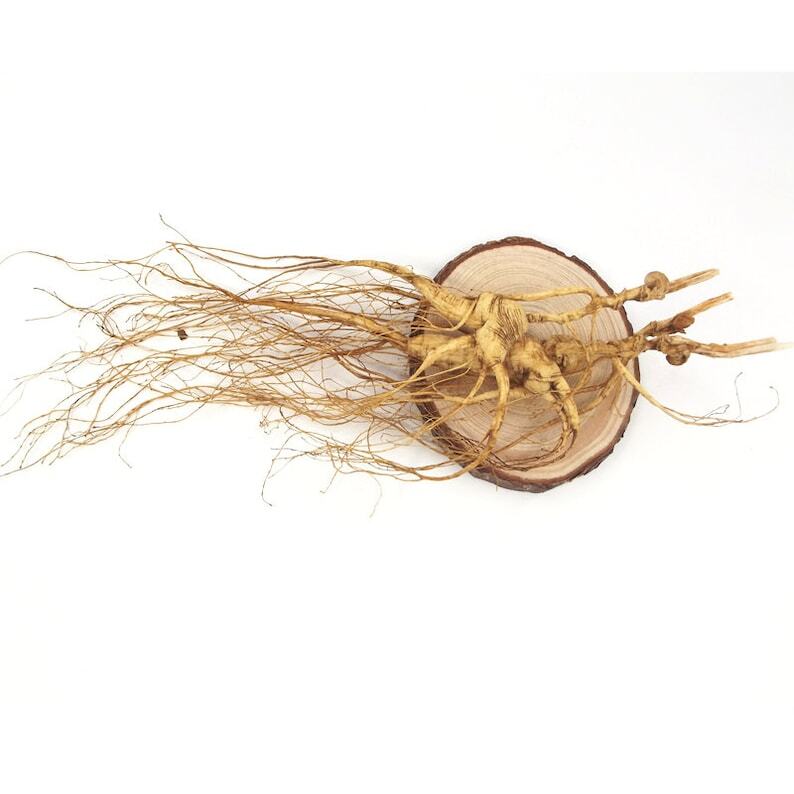 3 Pcs Dry Transplant Wild Ginseng Root 10-15 Years Relative Integrity