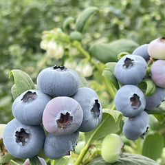 100% Pure Wild Blueberry Powder Organic Superfood for Smoothies Meal Replacement