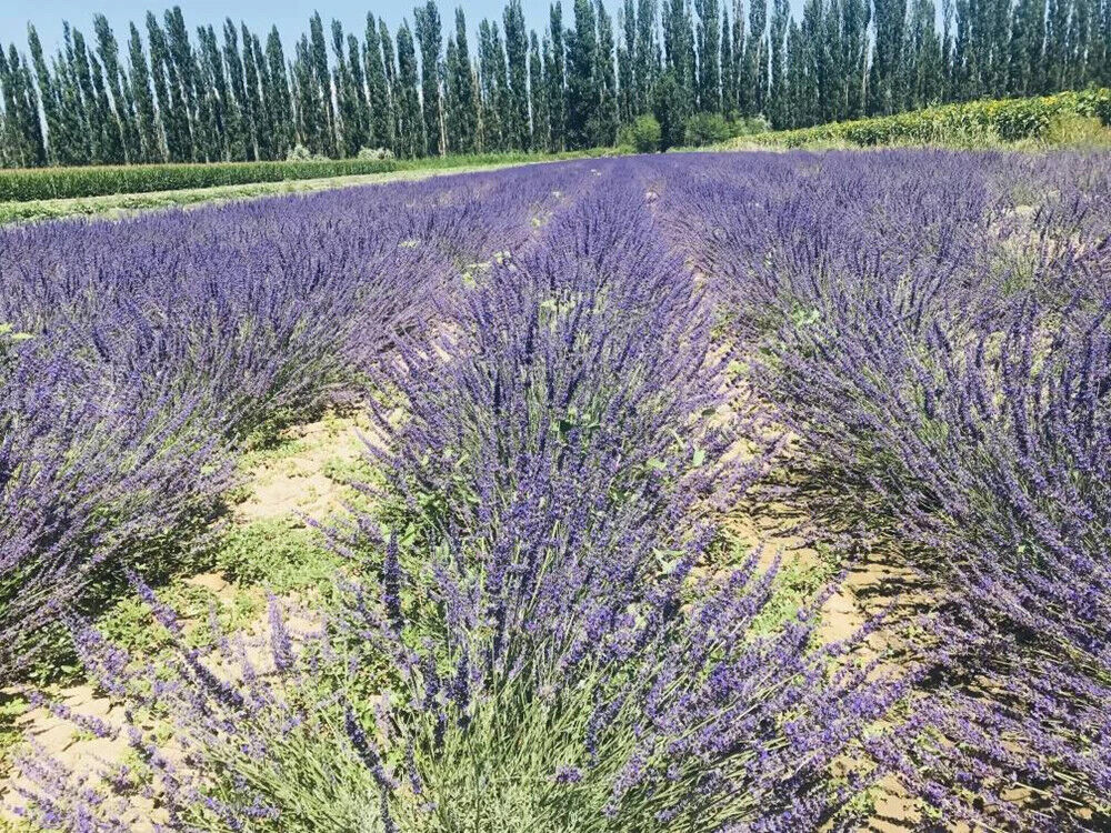 New Dried Blooming Tea Lavandula Buds Blue Lavandula Officinalis Flowers 250g