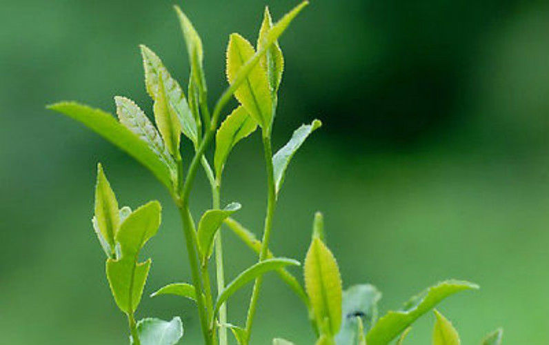HelloYoung250g Tieguanyin Tea Fresh Green tea Tikuanyin Natural Organic Health Oolong Tea 铁观音茶