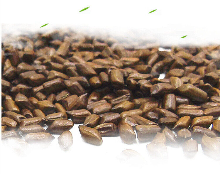 500g Cassia seeds tea new product cooked cassia seeds tea bulk herbal tea