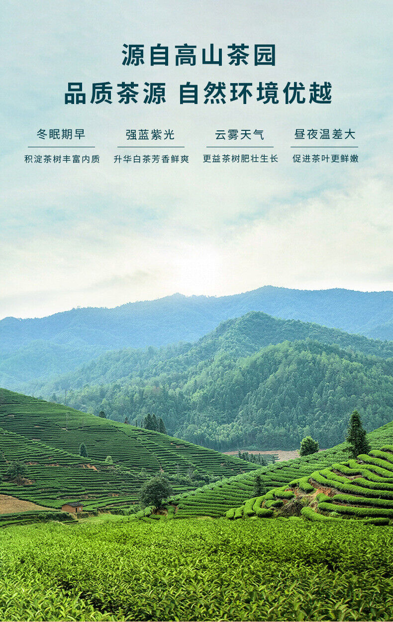 HelloYoung Authentic Wuyishan Dahongpao Alpine Black Tea Tea Rock Tea 100G