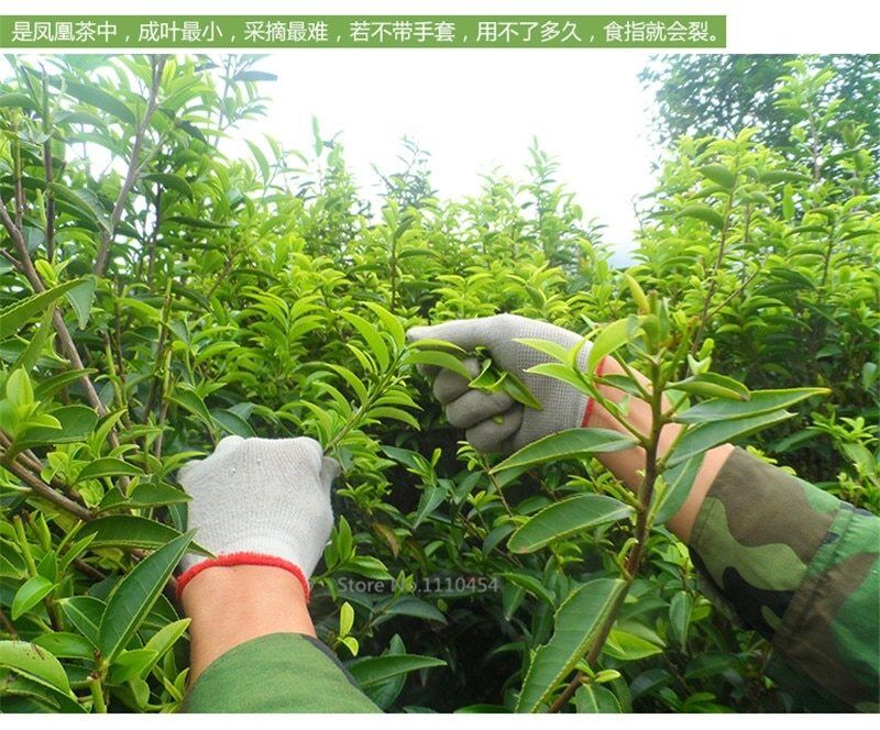 250g Top Grade Phoenix Dancong Single Longitudinal Tea 100% Natural Health Care