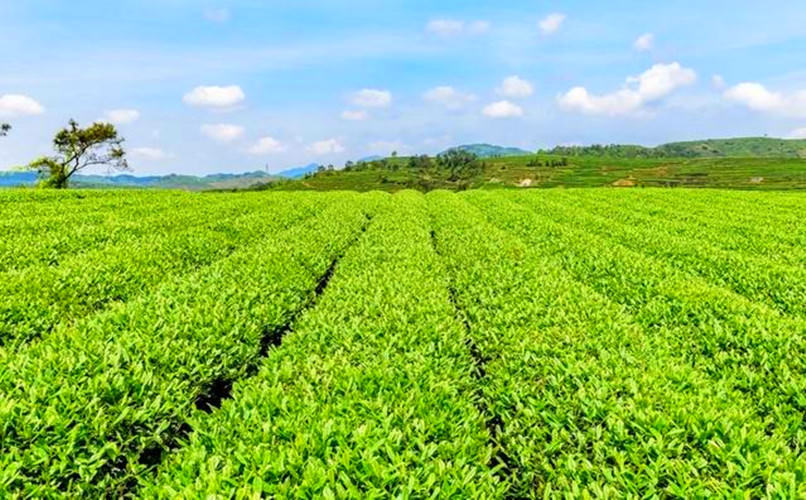 125g Carbon Gebackener Tieguanyin Tee Hohe Qualität Tee Tikuanyin Tee Oolong Tee