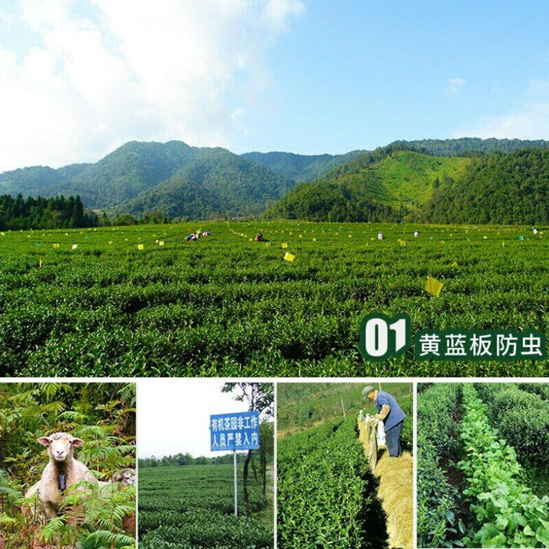 150g Ji Bian Oolong Tea Yunnan TENG CHONG High Mountain Tea Jade Taiwan Oolong