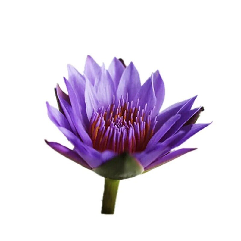 Dried Blue Lotus Flower Tea Blooming Tea Herbal Medicine Bulk Nymphaea 250g