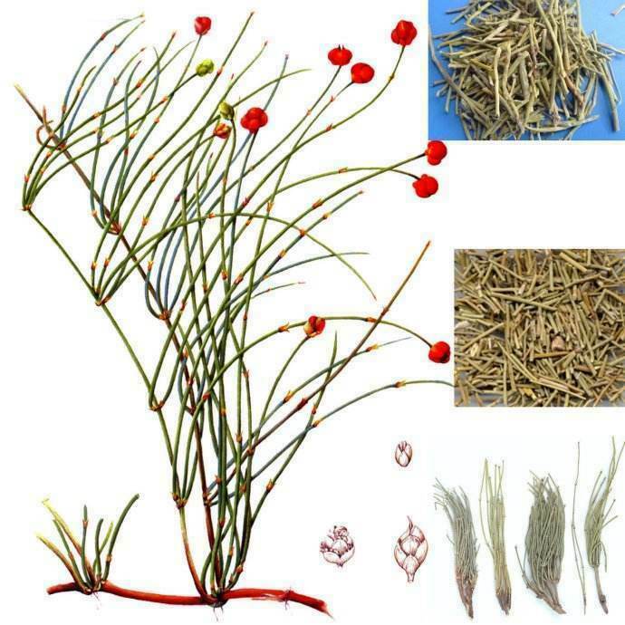 HelloYoung 50~1500g Mahuang Natural Ephedra Sinica Tea Mo huang Herbal Tea Green Tea Natural Ma Huang Muhuang Tea Health Care BlackTea