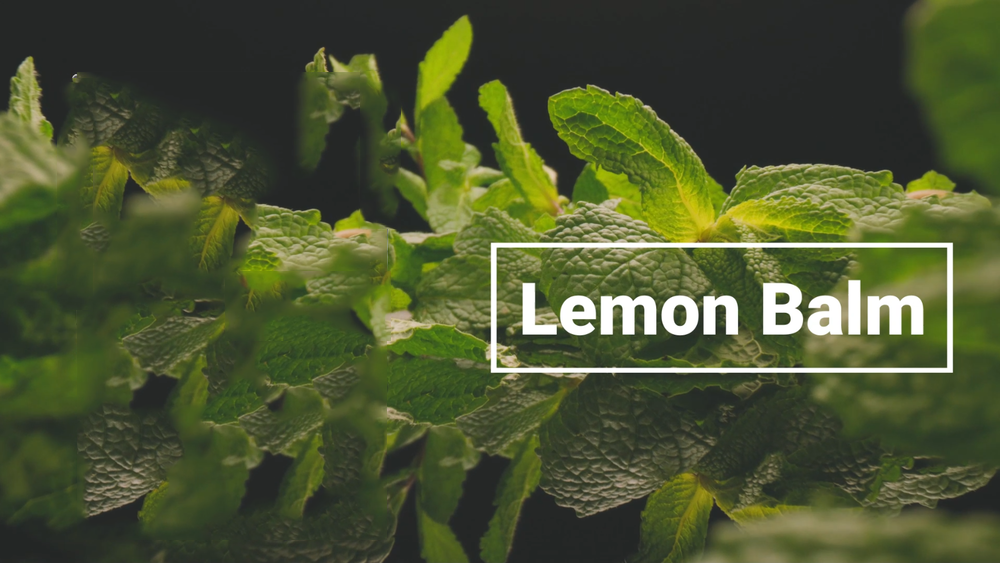 Lemon Balm Extract Powder 10:1 | Melissa Herbal Supplement 200G