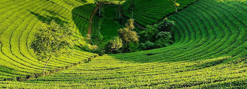 Longjing Tea Pre-rain Spring Tea Bean Scented Tender Buds Strong Fragrance 125g