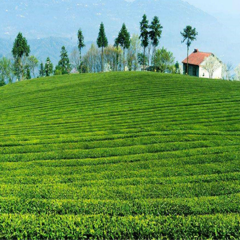 Yunnan Factory 357g Ripe Pu'er Tea Menghai Seven Sub-cake Early Spring Puerh Tea