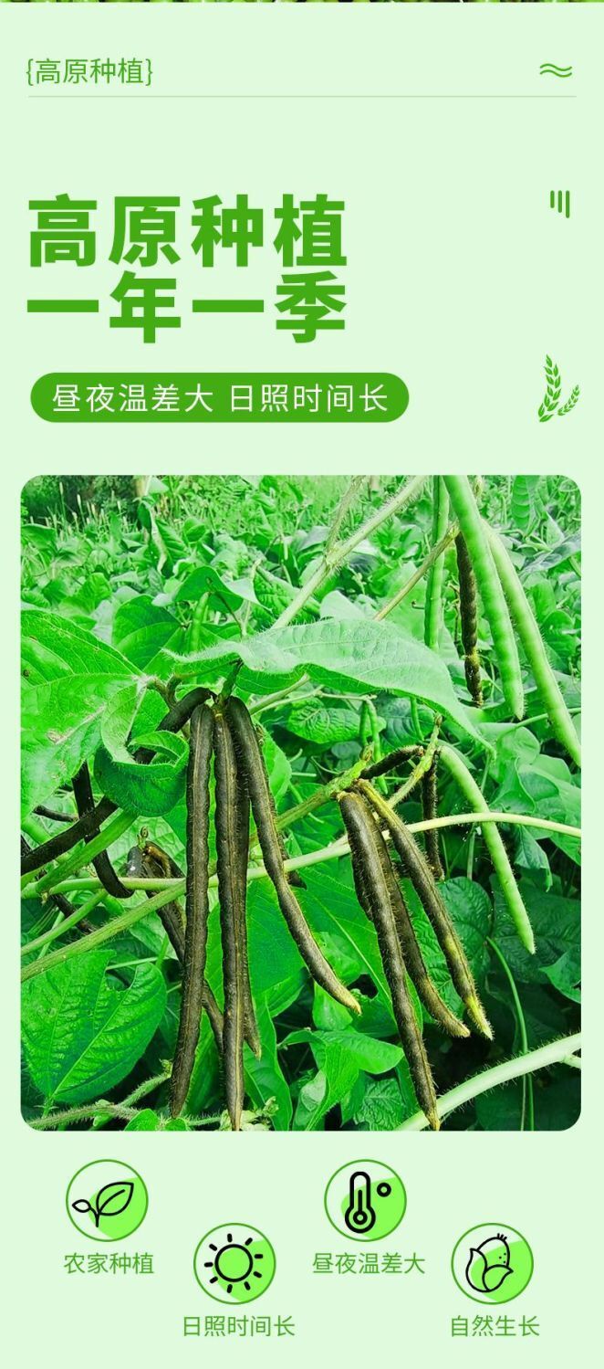 Premium Green Mung Beans - Whole Grain for Soups & Sprouting